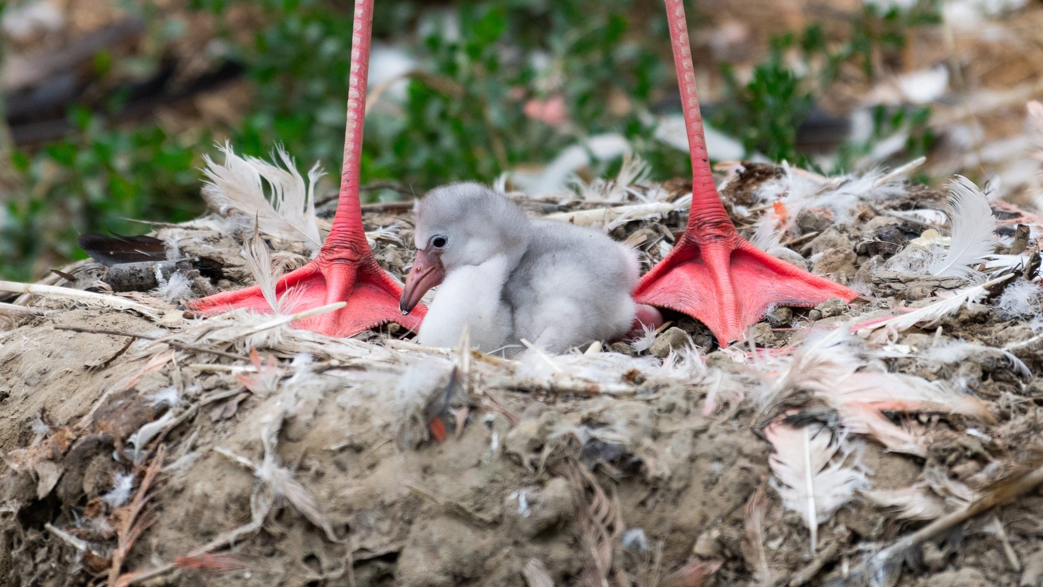 Flamingó fiókák keltek ki  cikk kiemelő képe