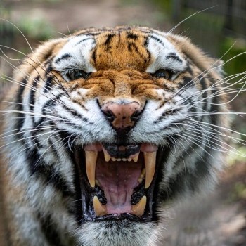 Szibériai tigris